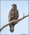 _2SB4315 immature bald eagle